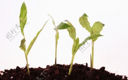 植物幼苗图片