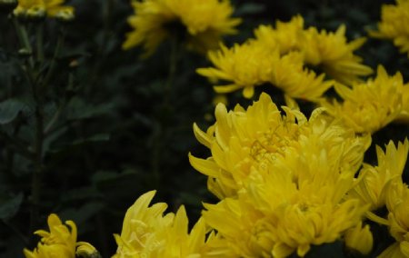 盛开的菊花图片