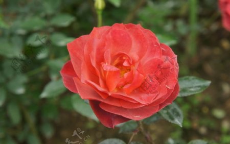 蒋介石官邸的玫瑰花图片