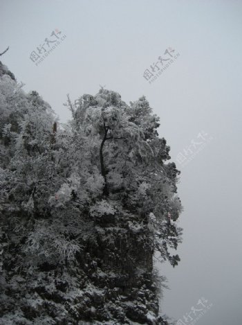 雪压云松图片