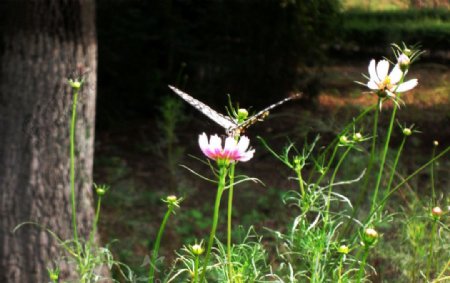 蝴蝶与花朵图片