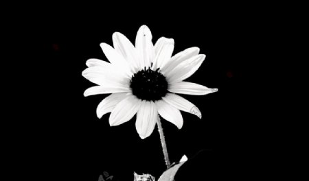 黑白雏菊图片