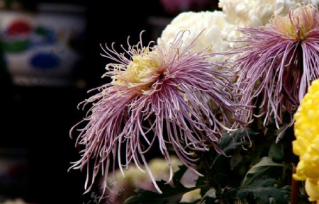 粉紫菊花图片