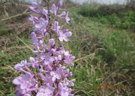 乡村紫色花图片