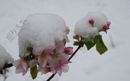 雪中苹果花图片