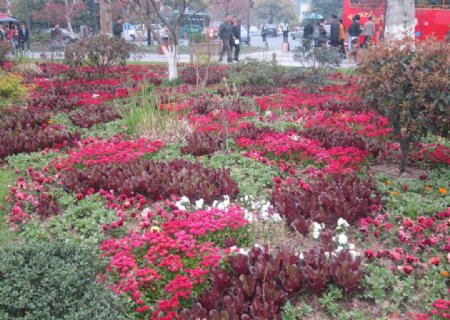 杭州西湖花圃图片
