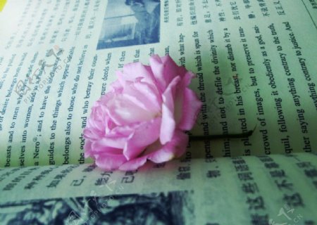 书本里的蔷薇花图片