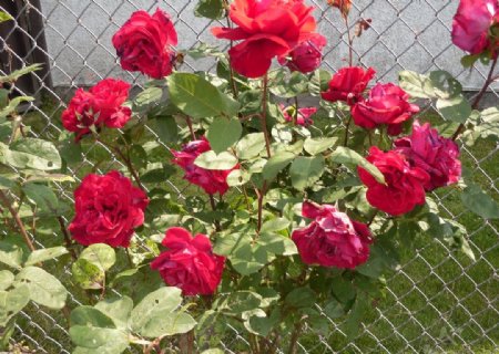 篱笆前深红玫瑰图片