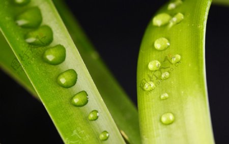 水珠和绿叶图片