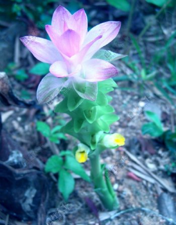 野山姜花图片