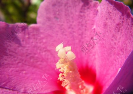 木堇花花蕊图片