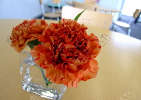 花朵康乃馨图片