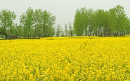 油菜花黄映绿树图片