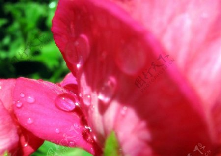 花瓣上的水滴图片