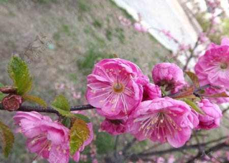 樱花盛放图片