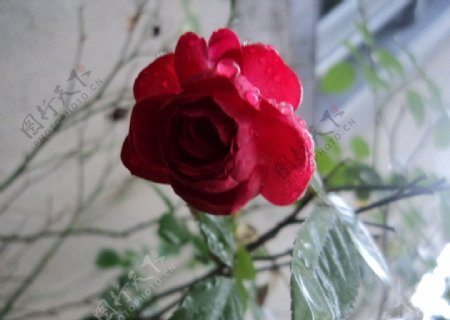 红色玫瑰花非高清图片
