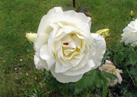 英国白玫瑰图片