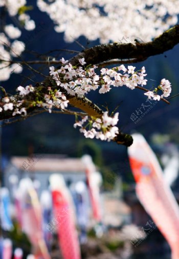 櫻花迎春图片