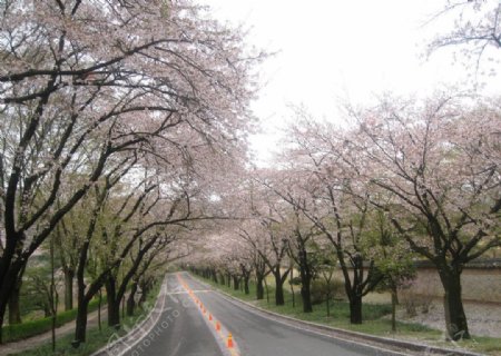 愛寶園櫻花图片