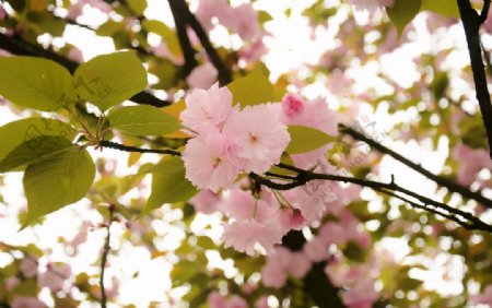 盛开的樱花2图片