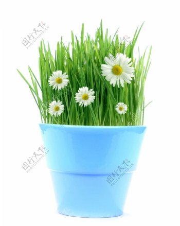 蓝色花盆里的白色小雏菊图片
