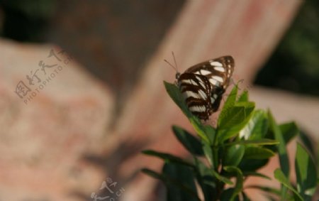 黑白色花纹蝴蝶图片