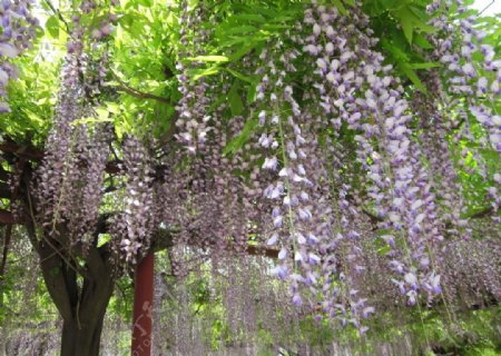 紫藤花开盛景图片