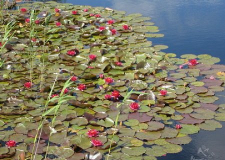 瑞典小岛上的红莲图片