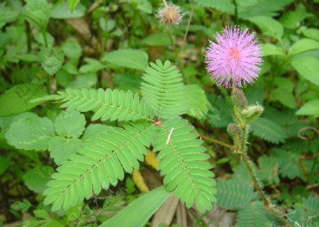 含羞草Mimosapudica图片