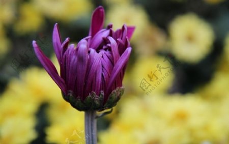 含苞待放的紫菊图片