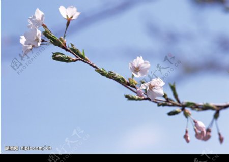 樱花图片