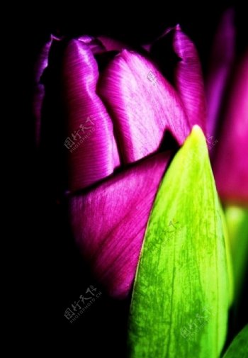 紫郁金香花蕊图片