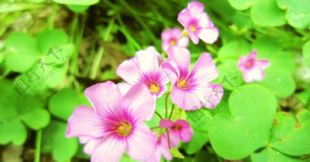 紫红色小野花图片