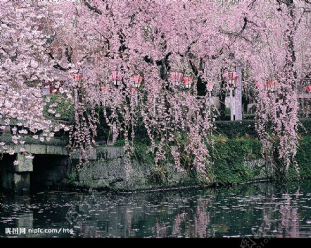 水上花景图片