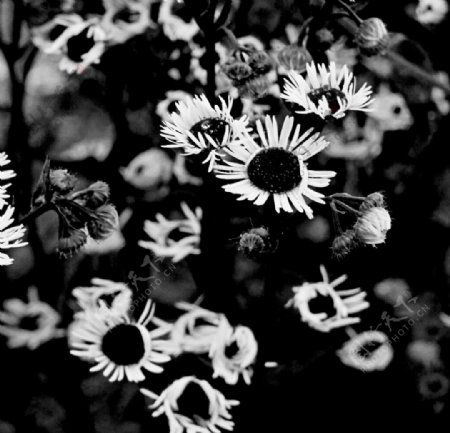 夜光下的菊花图片