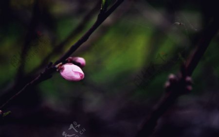 桃花花蕾图片