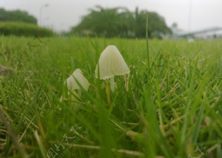伞状蘑菇图片