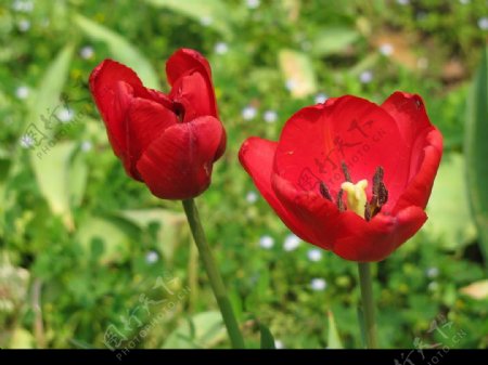 红色郁金香图片