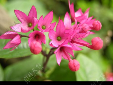 珠花開花苞伸图片