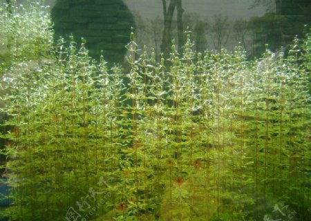 水藻图片