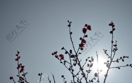 光影中绽放的桃花图片