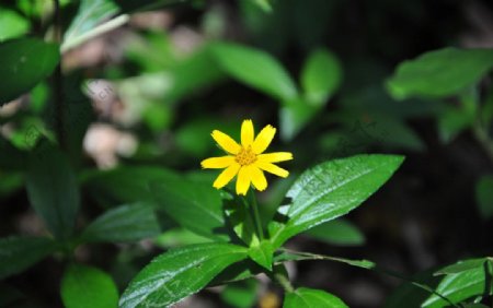 野菊花图片