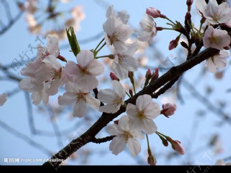 陽春三月櫻花開我在樹下等你來图片