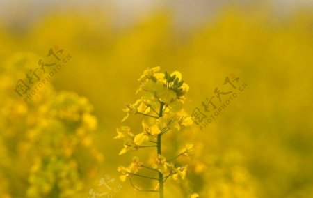 金黄的漂亮油菜花图片