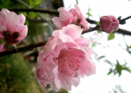 櫻花图片