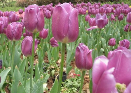 紫色郁金香图片