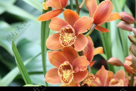 热带兰花图片