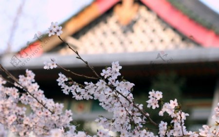 南京鸡鸣寺樱花图片