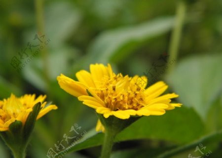 野菊花图片