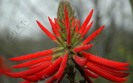 红色美丽的开花植物图片